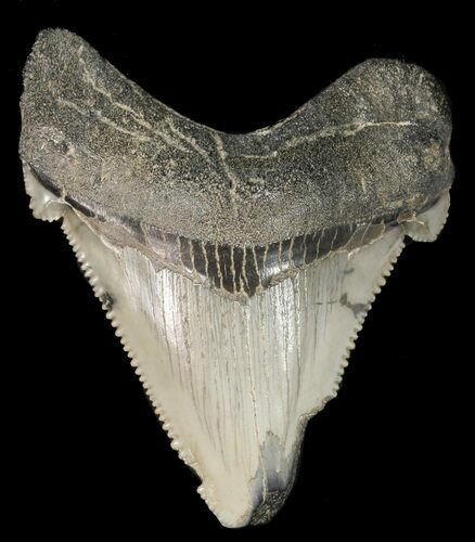 Fossil Angustidens Shark Tooth - Megalodon Ancestor #46855